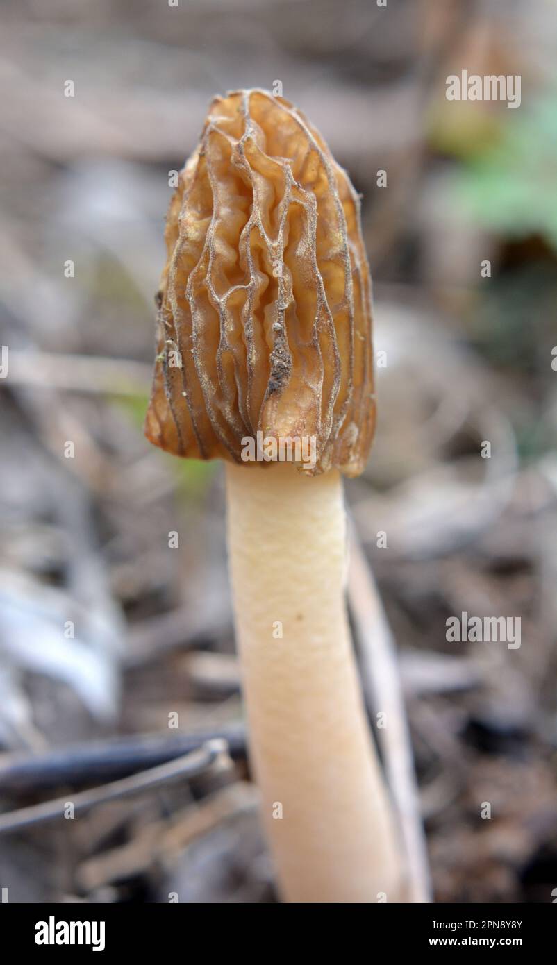 Verpa bohemica, ein bedingt essbarer Pilz, wächst im wilden Quellwald Stockfoto