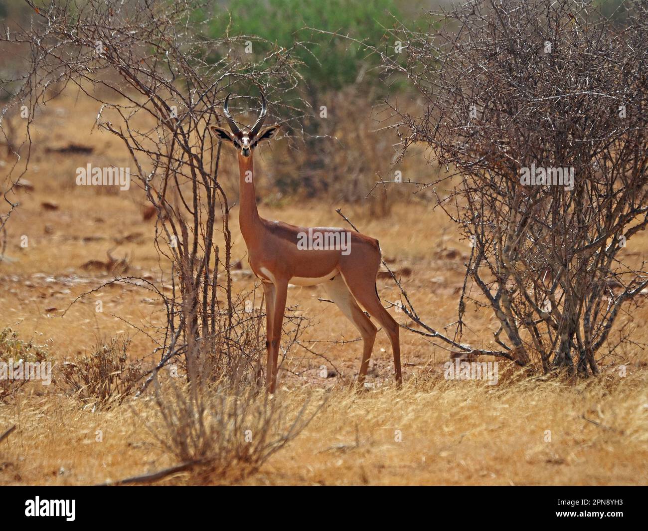 Männlicher Gerenuk (Litocranius Walleri), der auf die Kamera starrt, im trockenen Buschgras der Provinz Galana, Kenia, Afrika Stockfoto