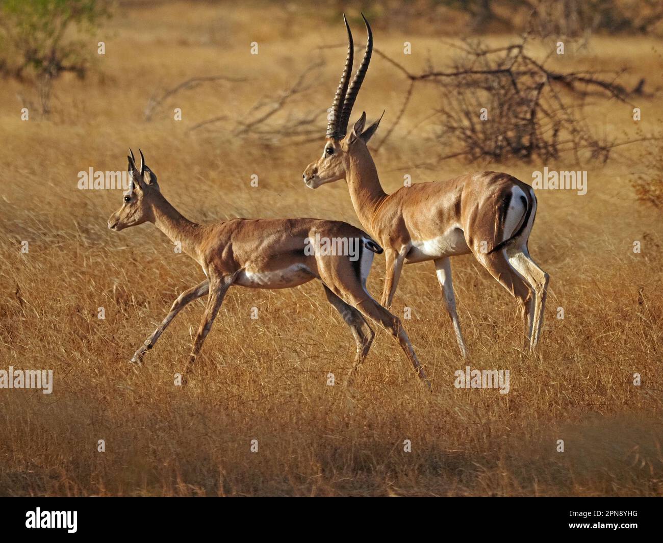 Grant Gazelles (Nanger Granti)) mit spektakulären Hörnern im trockenen goldenen Grasland der Provinz Galana, Kenia, Afrika Stockfoto