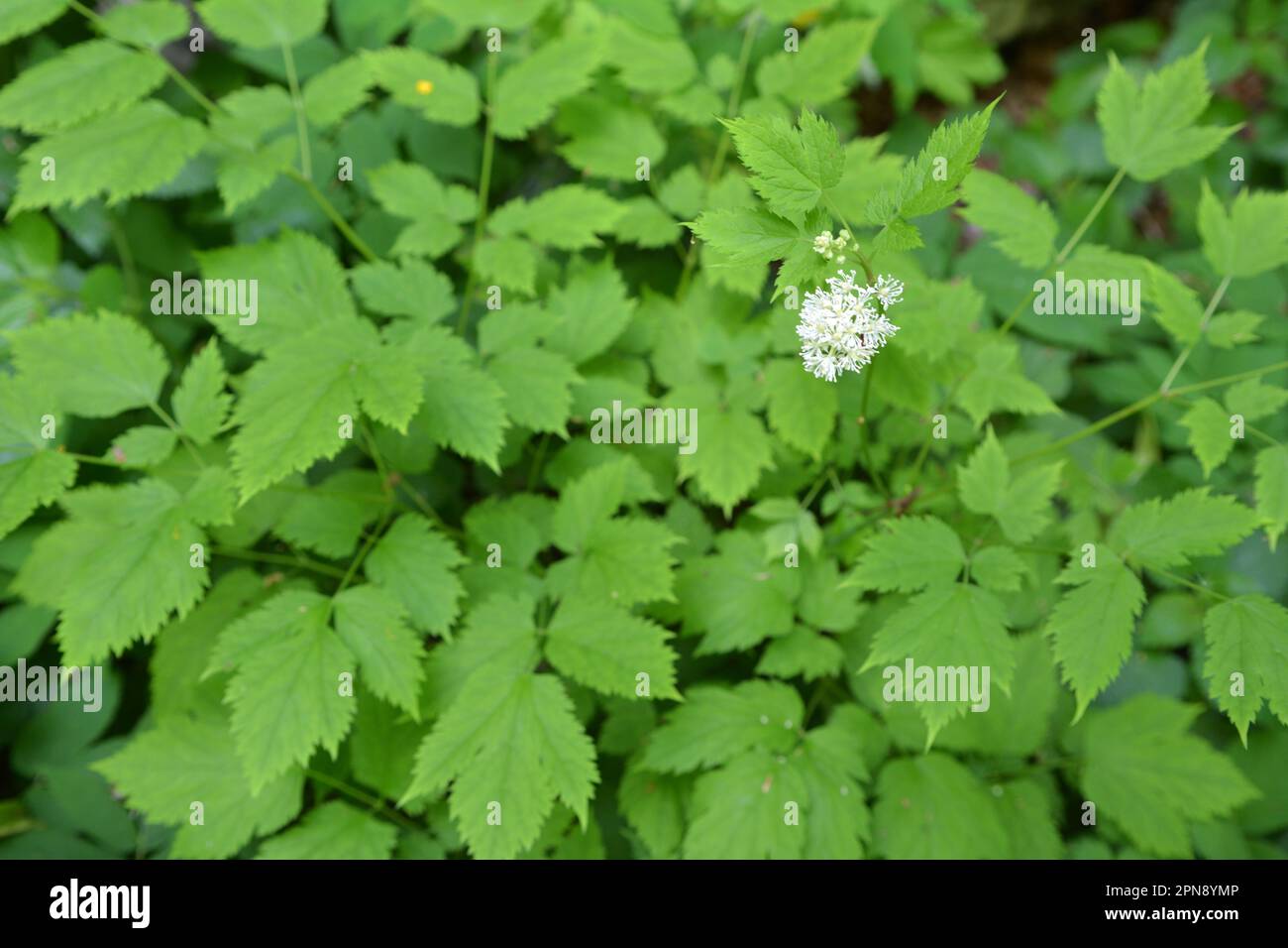 Mehrjährige, seltene, giftige Pflanze Actaea spicata wächst in der Wildnis in den Wäldern Stockfoto