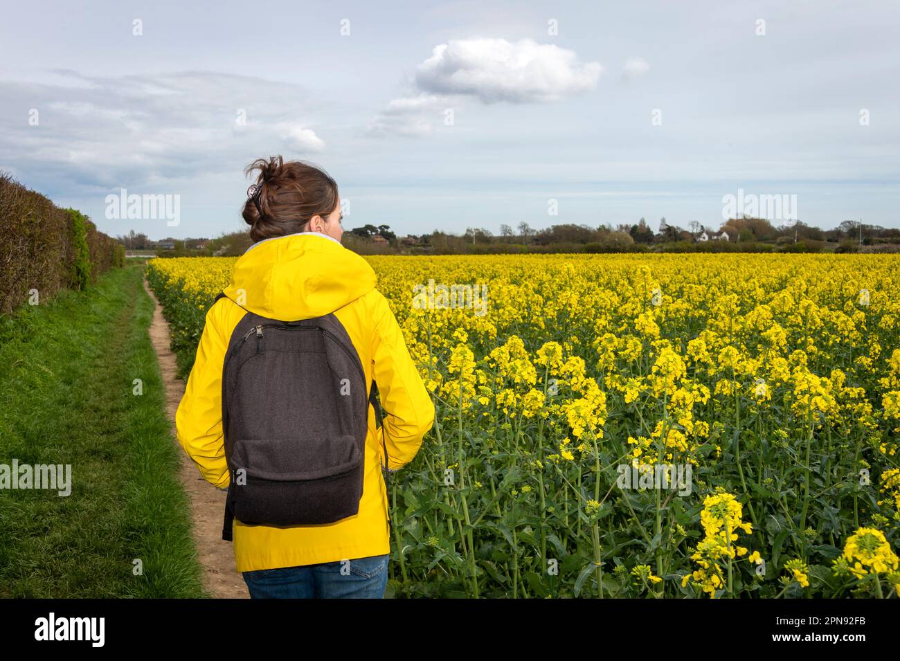 Eine Frau mit gelbem Mantel, die im Frühling auf einem Pfad durch ein gelbes Feld spaziert. Rucksacktourist. Stockfoto