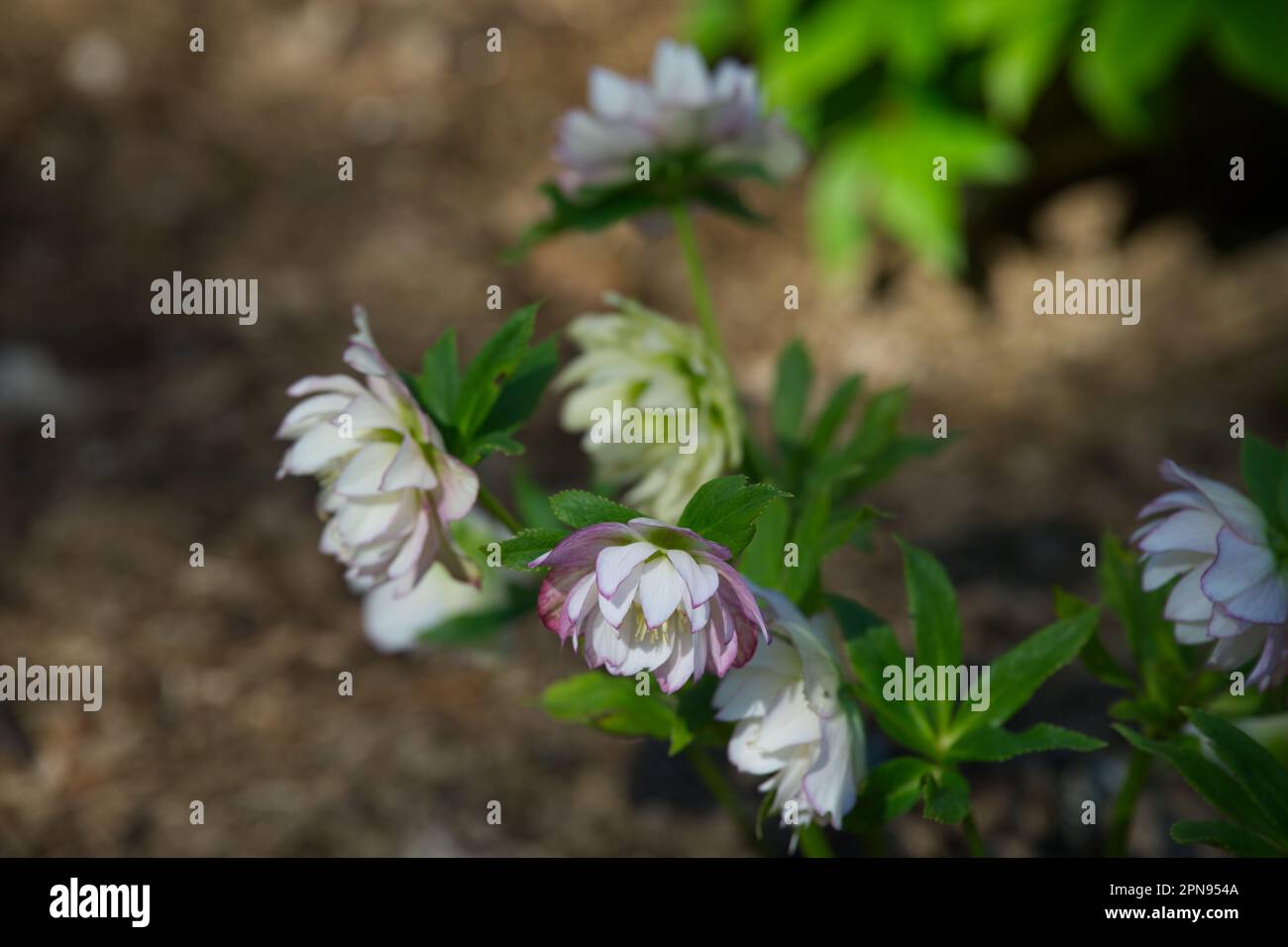 Frühlingsblumen von Helleborus x Hybridus Harvington Double Lilac gesprenkelt im britischen Garten April Stockfoto