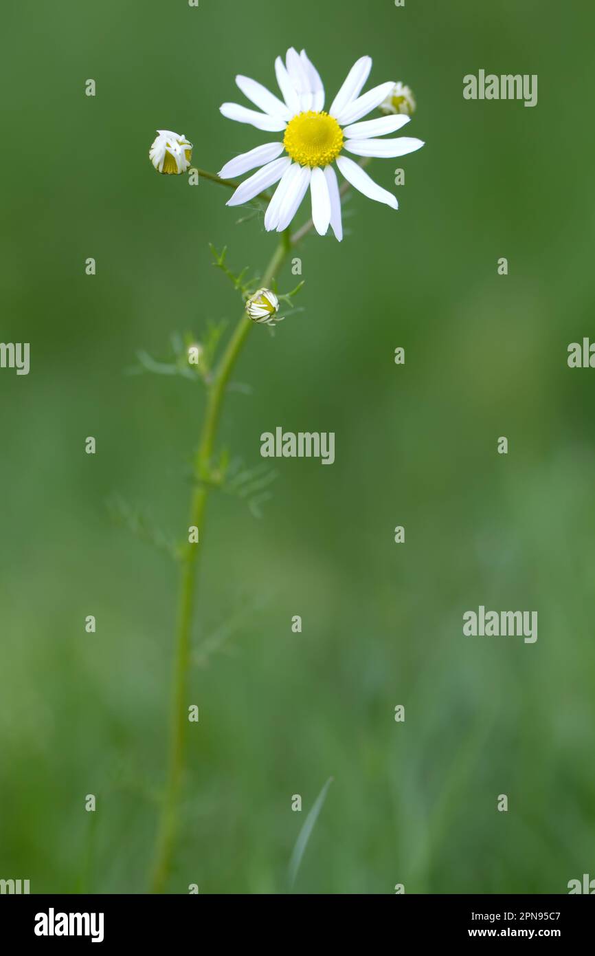Rasen-Daisy (lat. Bellis Perennis) mit grünem Hintergrund Stockfoto