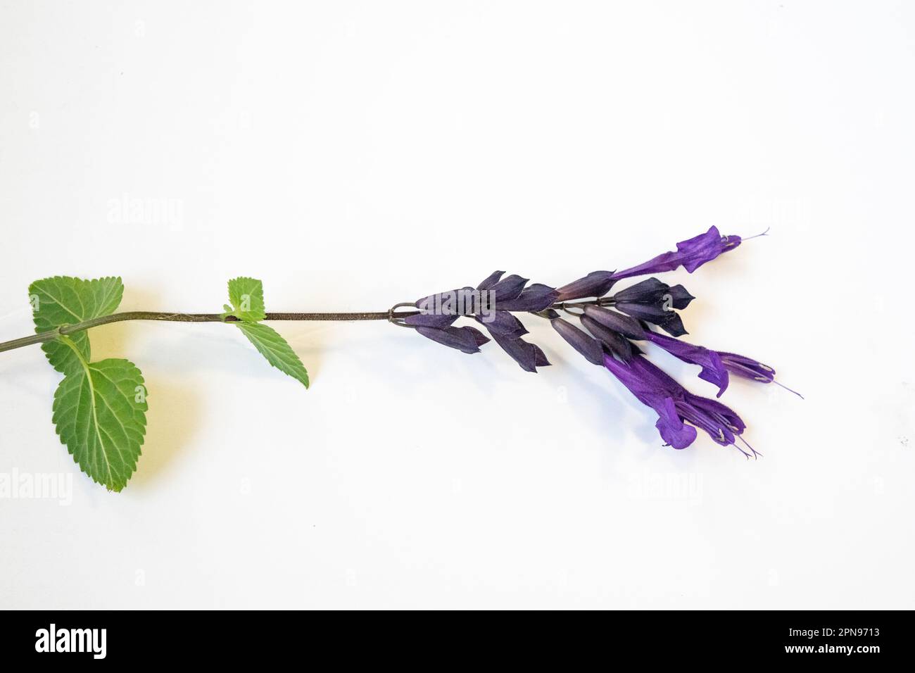 Violette Blume einer Salvia guaranitica Stockfoto