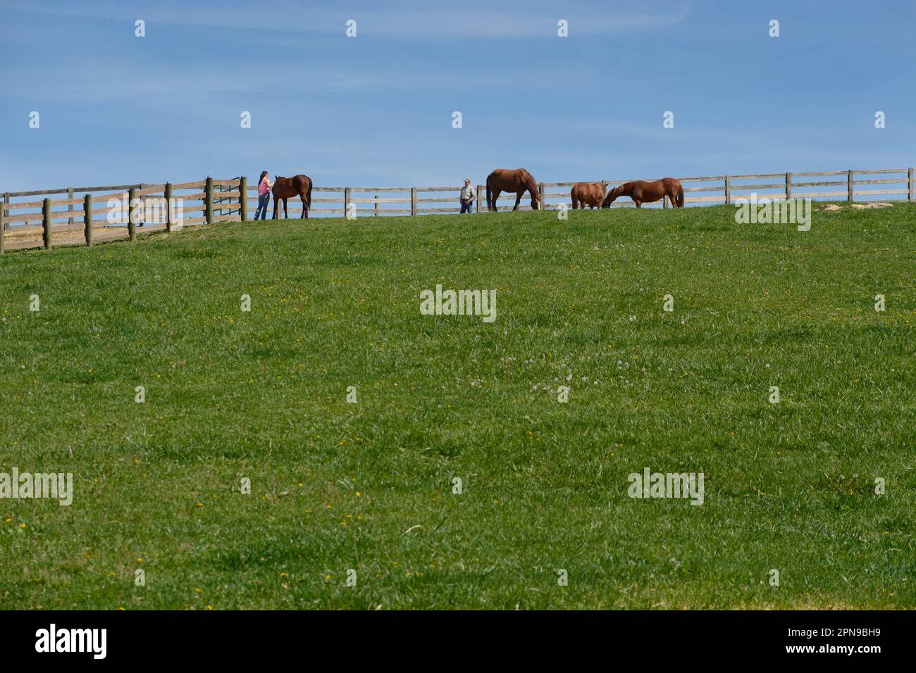 Ein Pferdetrainer arbeitet mit Pferden auf einer Aurafarm in Abingdon, Virginia. Stockfoto