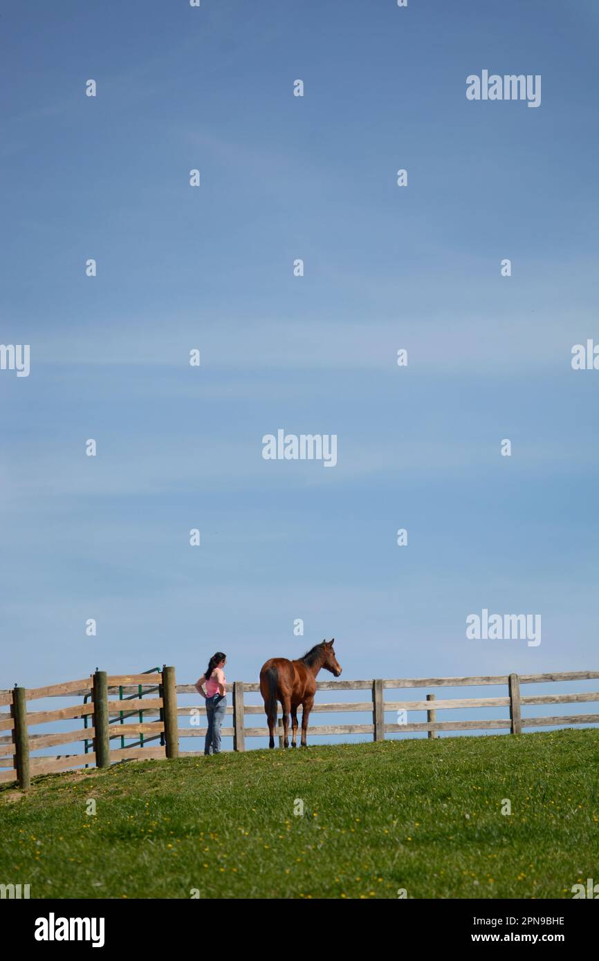 Ein Pferdetrainer arbeitet mit Pferden auf einer Aurafarm in Abingdon, Virginia. Stockfoto