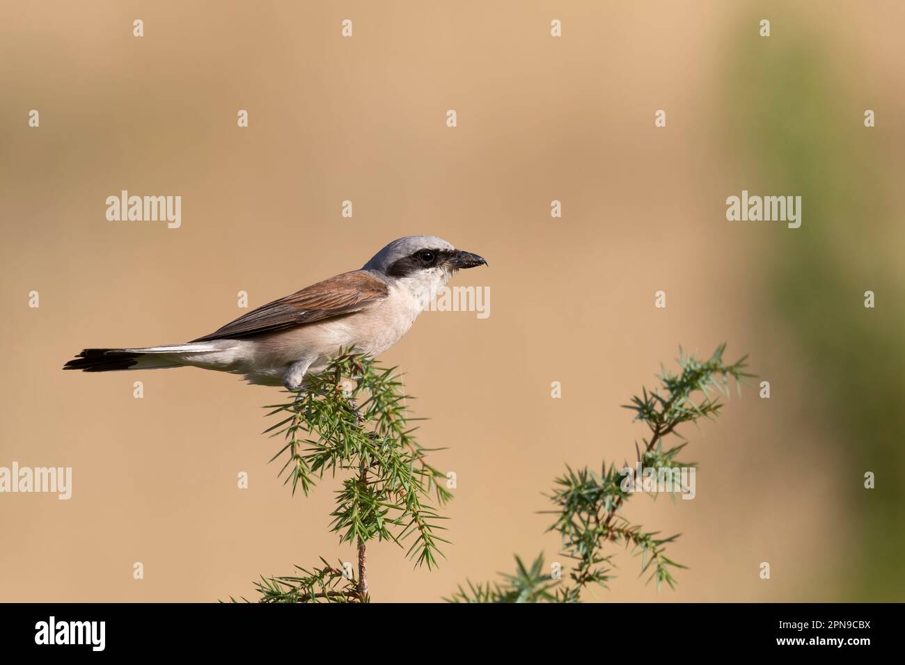 Der männliche Rotkauz (Lanius collurio) ist ein fleischfressender Passerinvogel und gehört zur Krabbenfamilie Laniidae. Stockfoto