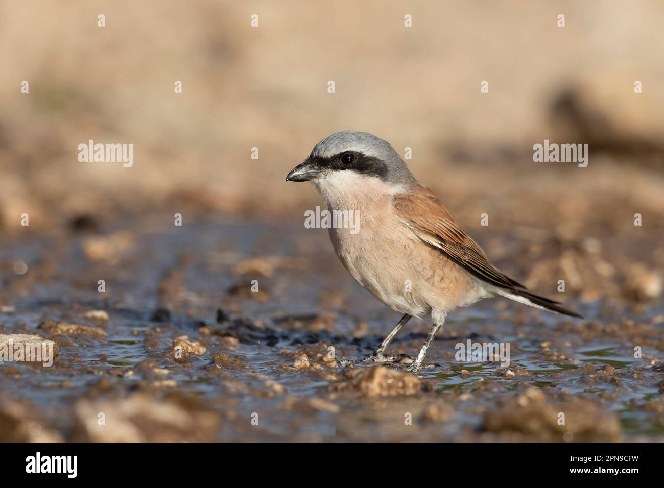 Der männliche Rotkauz (Lanius collurio) ist ein fleischfressender Passerinvogel und gehört zur Krabbenfamilie Laniidae. Stockfoto