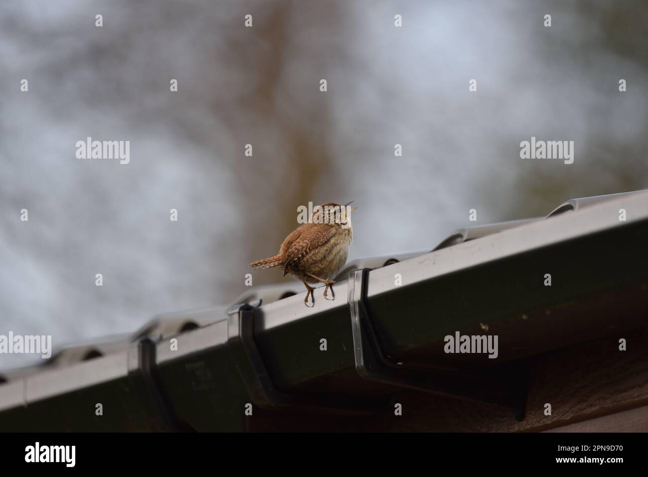 Rückansicht und rechte Seitenansicht eines singenden Winter Wren (Troglodytes troglodytes) am Rand der Regenrinne vor dem Hintergrund von Bokeh Sky in Großbritannien Stockfoto