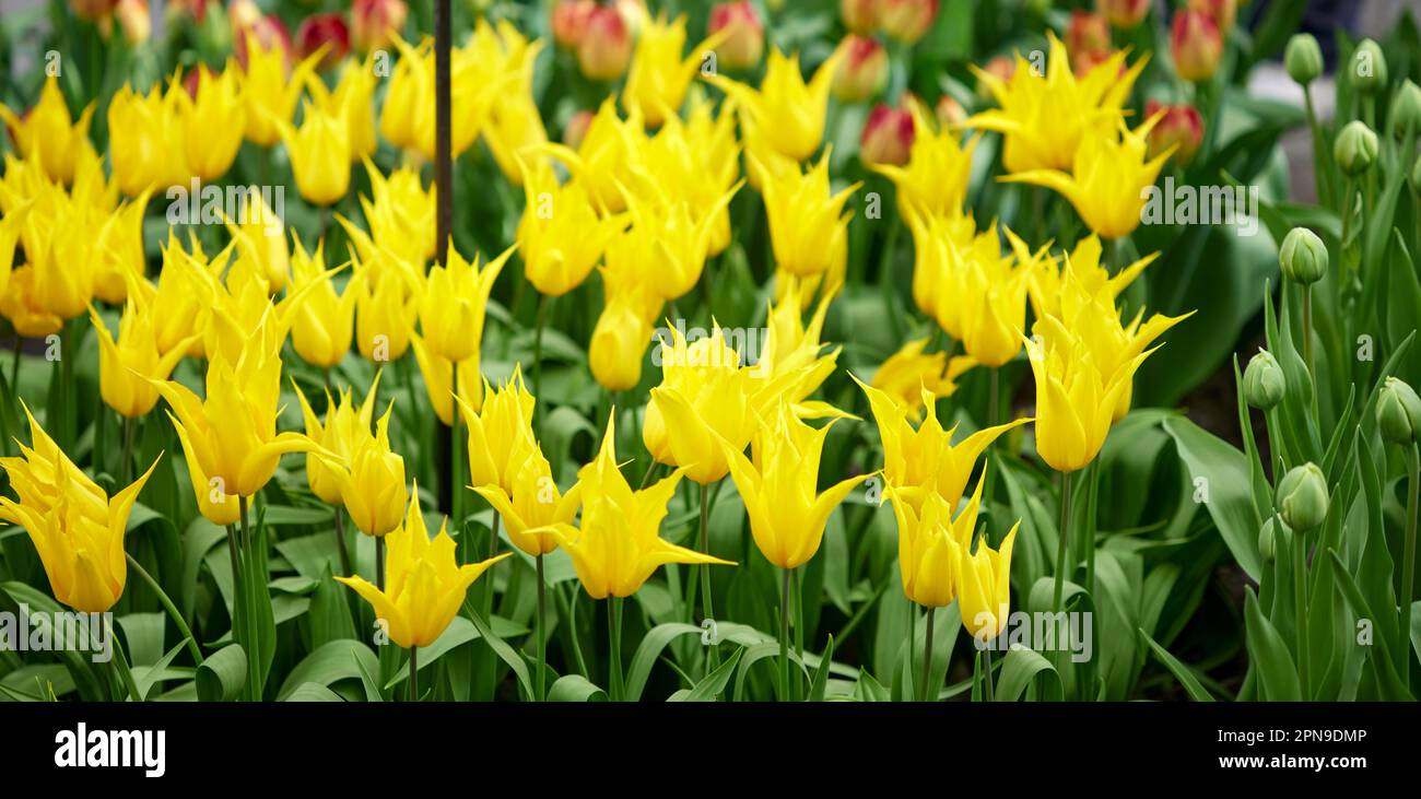 Tulipa Lily Flowering 'Thanksgiving Point' - gelbe Tulpen in den Gärten des Keukenhof in den Niederlanden im Frühjahr. Wunderschöne Natur in Holland Stockfoto