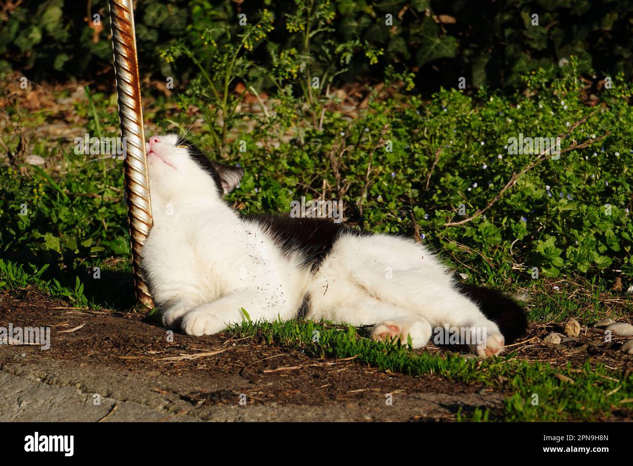 Weiß mit schwarzem Bastard junger Katze, die draußen um eine Metallbar spielt Stockfoto