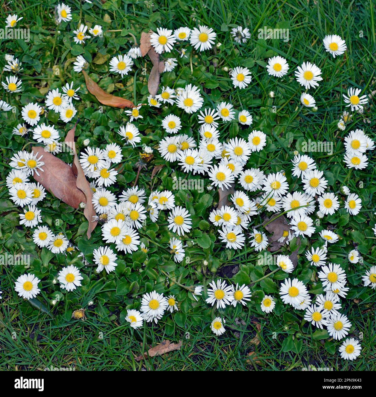 Weiße Blumen auf einem Gras, Rasen im Cann Park in Union City, Kalifornien Stockfoto