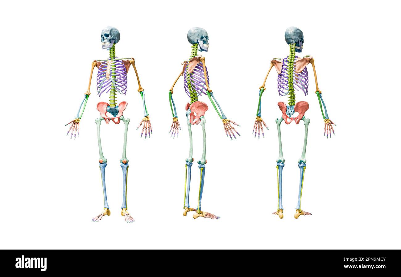 Vorder-, Rückseiten- und Profilansichten des vollständigen männlichen menschlichen Skeletts 3D-Darstellung isoliert auf Weiß. Anatomisches oder medizinisches Diagramm mit jedem Knochen oder gr Stockfoto