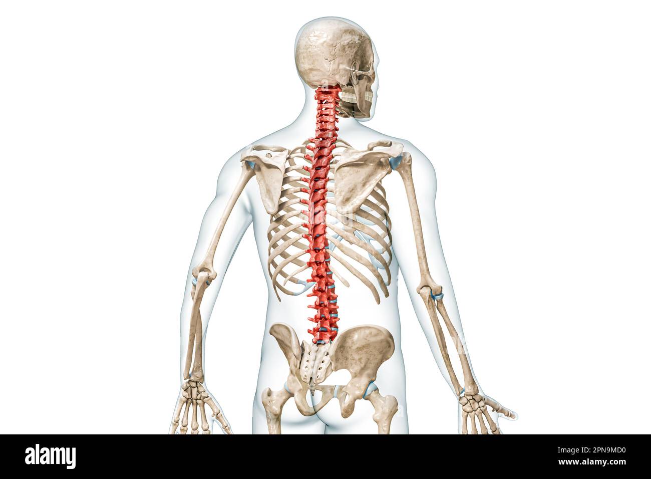 Knochen der Wirbelsäule oder Wirbel in der farbigen Rückansicht mit 3D-Darstellung des Körpers isoliert auf Weiß mit Kopierbereich. Menschliche Skelettanatomie, medi Stockfoto