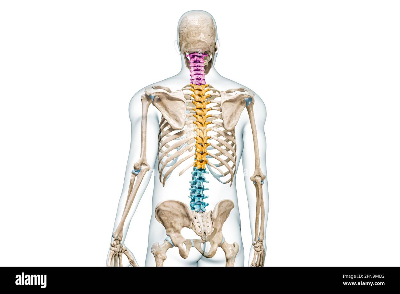 Hals-, Brust- und Lendenwirbel in Farbrückansicht mit Darstellung des Körpers 3D isoliert auf Weiß mit Kopierbereich. Das menschliche Wirbelsäulenskelett Stockfoto