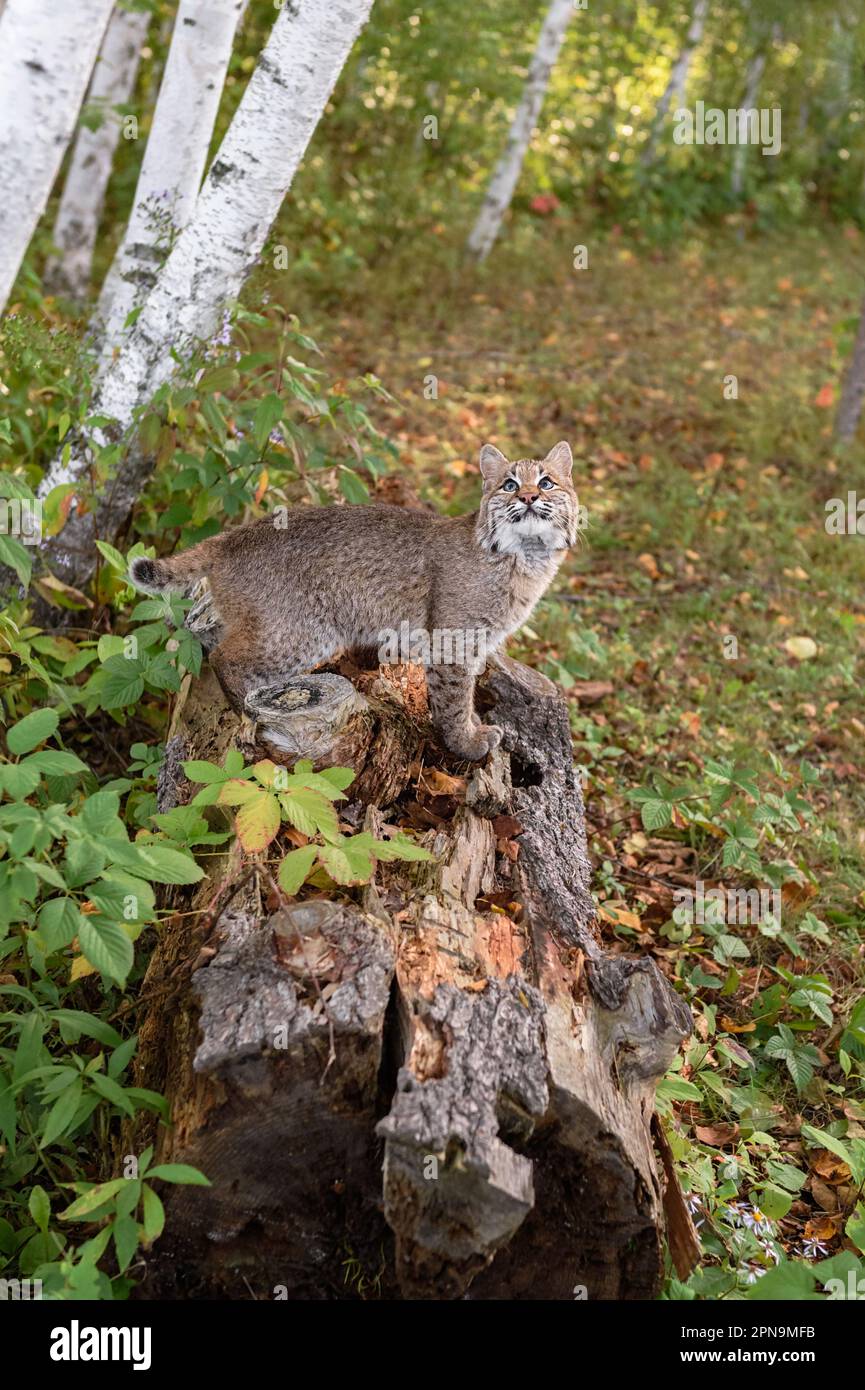 Bobcat (Lynx rufus) steht seitlich auf Log Looks Up to Sky Autumn - ein in Gefangenschaft gehaltenes Tier Stockfoto