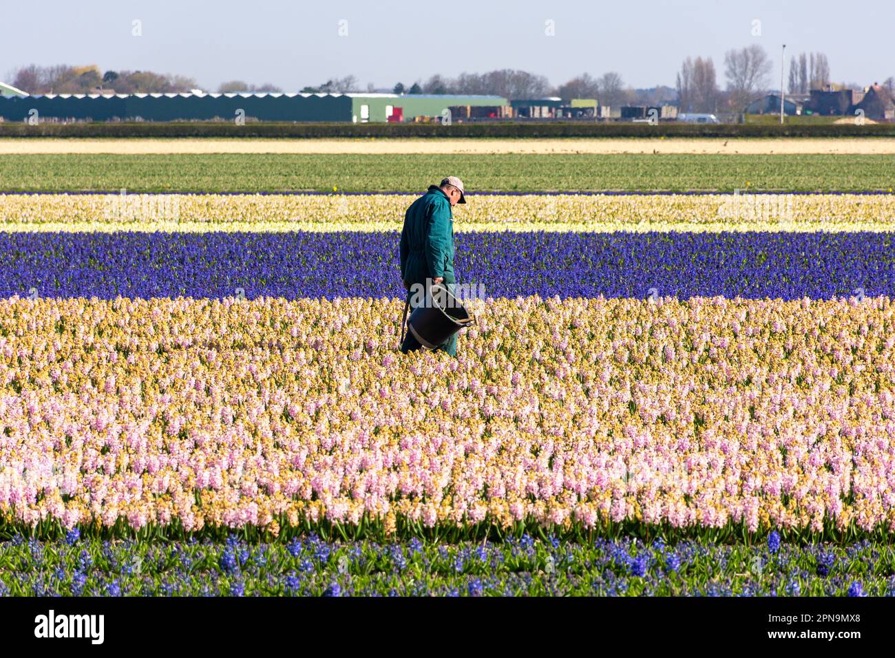 Mann mit Tulpenfeldern, Gartenanlage Keukenhof, Lisse, Südholland (Zuid-Holland), Königreich der Niederlande Stockfoto