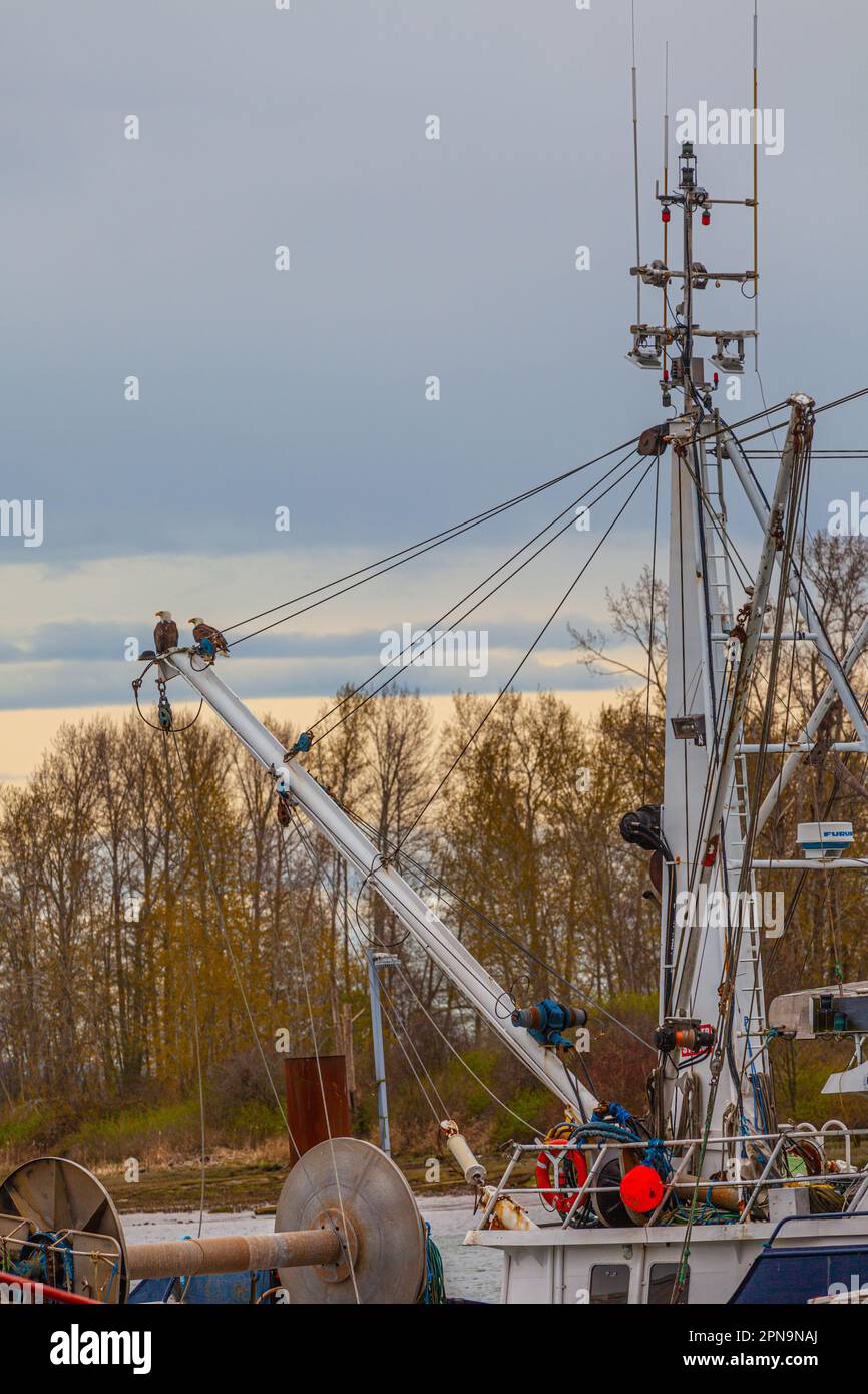 Ein Paar Weißkopfadler auf einem kommerziellen Fischereifahrzeug in Steveston, British Columbia, Kanada Stockfoto