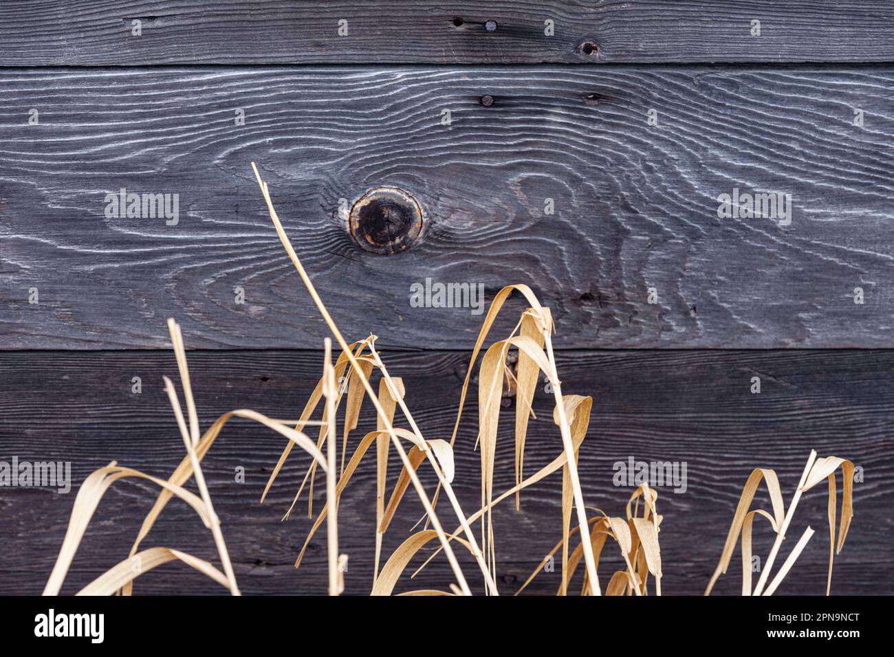 Getrocknetes Gras gegen eine Holzhütte in Steveton, British Columbia, Kanada Stockfoto