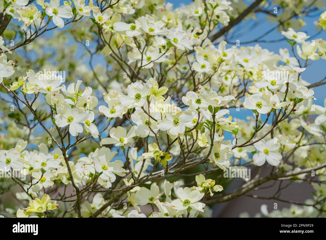 Horizontale Aufnahme der wunderschönen Hundeholzblüten im Frühling. Stockfoto