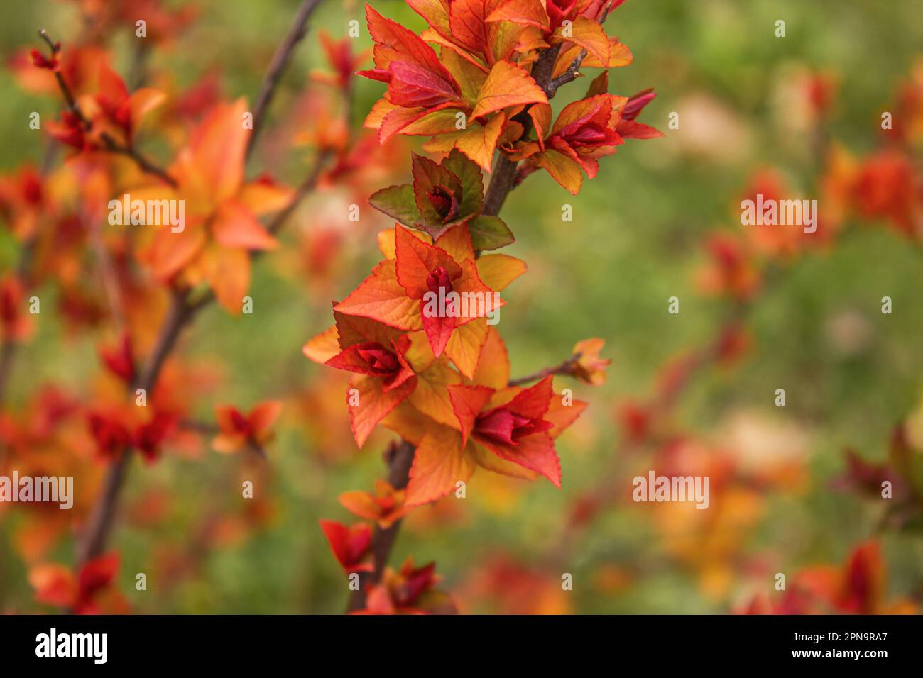Eine Makroaufnahme der bunten Blätter eines magischen Teppichbuschels. Klammerblüten der japanischen Spirea „Magic Carpet“-Pflanze. Stockfoto