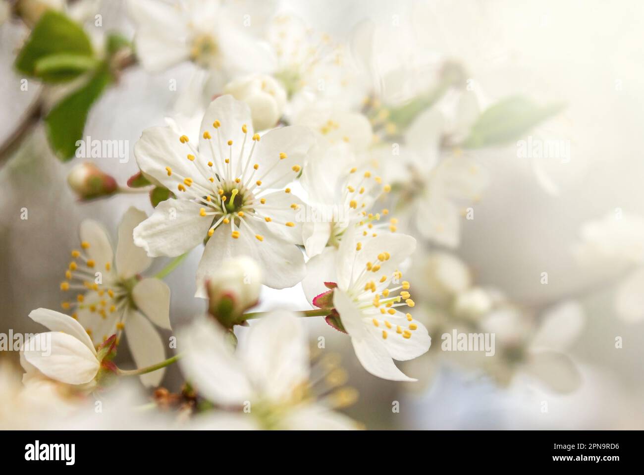 Abstrakter Frühlingshintergrund mit weißen Blüten, natürliches Blumenbild mit Kopierbereich. Für Frühlingskarten mit Kopierbereich. Stockfoto