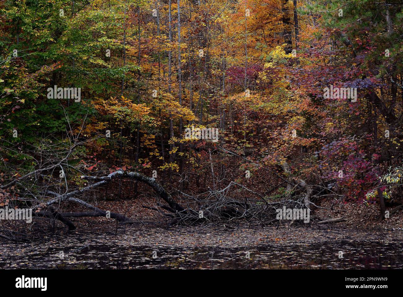 Herbstfarben und Sumpf mit umgestürzten Bäumen Stockfoto