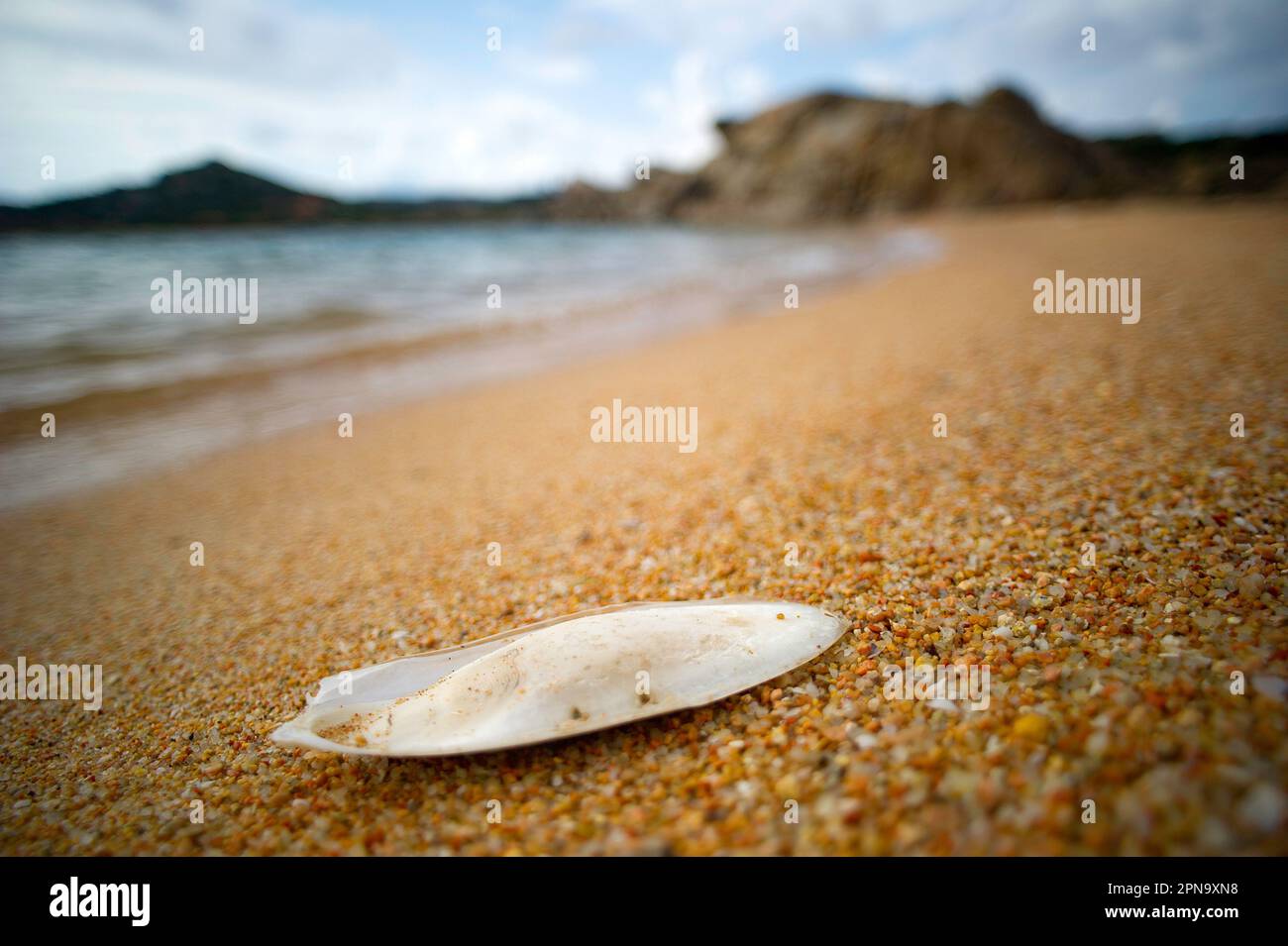 Tintenfischknochen am Ufer eines Strandes in La Maddalena, Sardinien, Italien Stockfoto