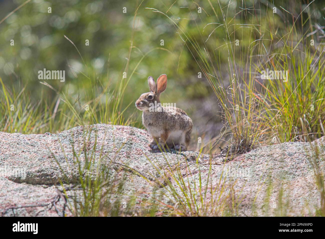 Ein wildes oder frei lebendes Kaninchen. Während der Expedition führen