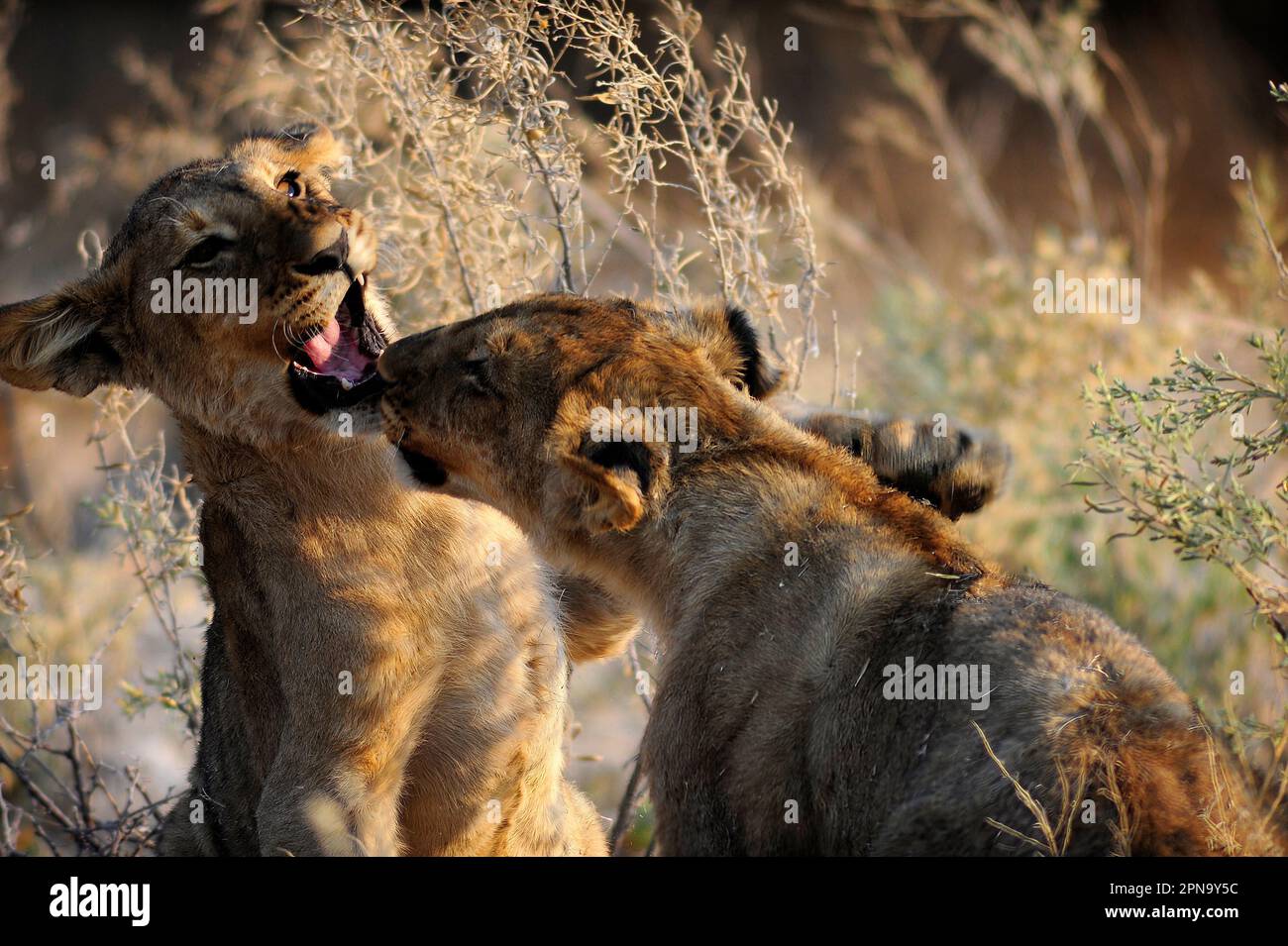 Löwenjunges spielen, Etosha-Nationalpark, Namibia Stockfoto