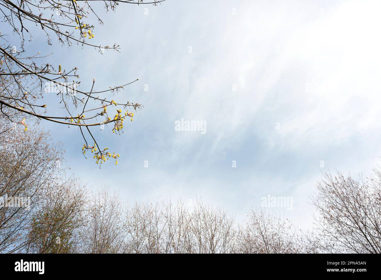 Roter Erlenbaum im Frühling. Stockfoto