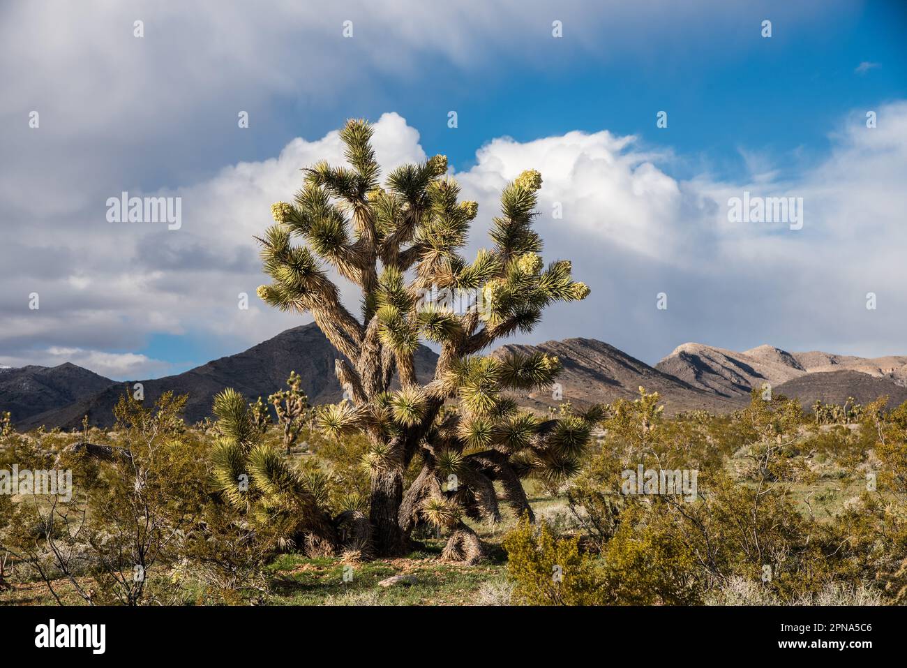 Blühende Joshua-Bäume in der Beaver Dam National Conservation Area. Nördliche Mojave-Wüste, Utah, USA. Stockfoto