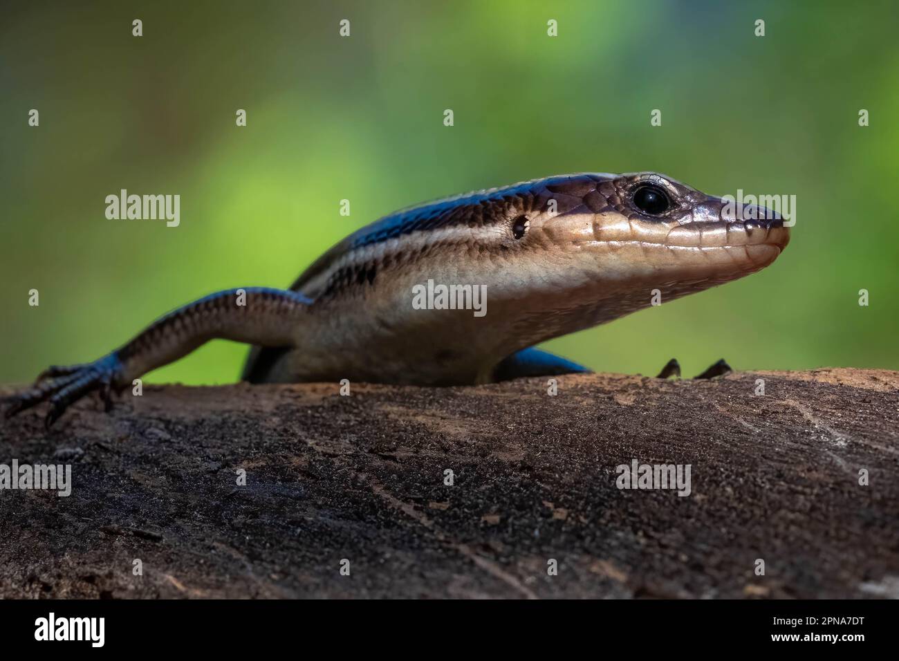 Ein merkwürdiger Skink mit fünf Reihen hält an, um ihn zu inspizieren. Raleigh, North Carolina. Stockfoto