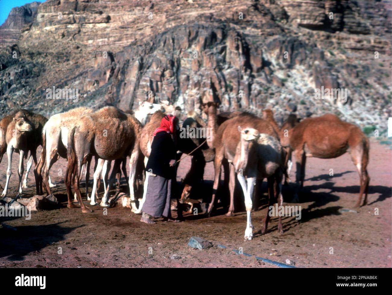 Ein Beduine tränkt seine Kamele in einem Brunnen in Wadi Rum, Jordan 1980 Stockfoto