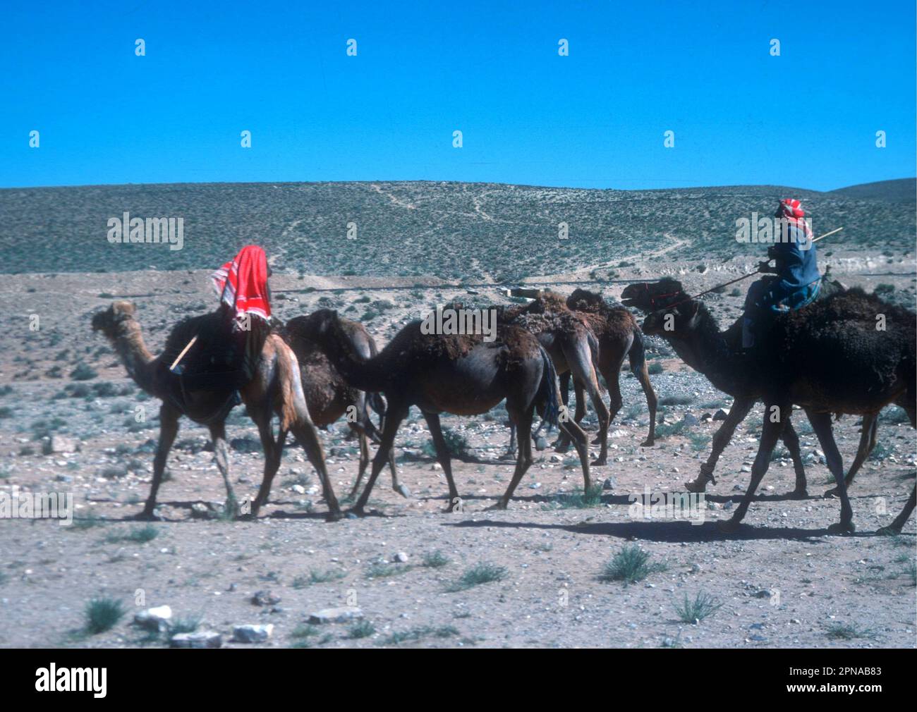 Beduinische Kamele im Sinai, Ägypten 1988 Stockfoto