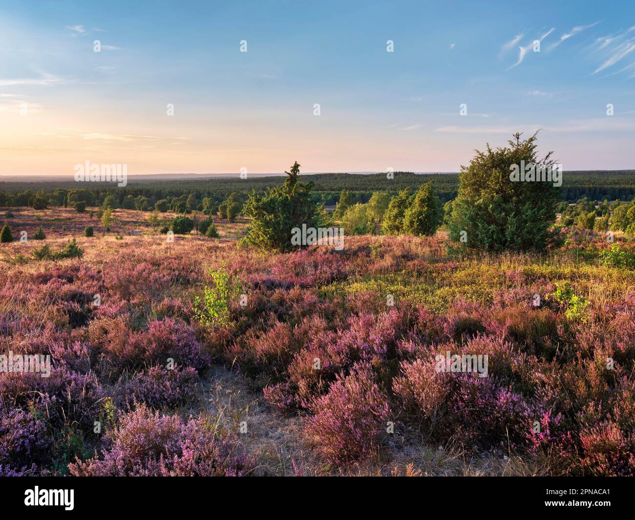 Typische Heidenlandschaft am Wilseder Berg mit blühender Heidekraut, Birke und Wacholderblüte im Abendlicht, Heide Lueneburg, Niedersachsen, Deutschland Stockfoto