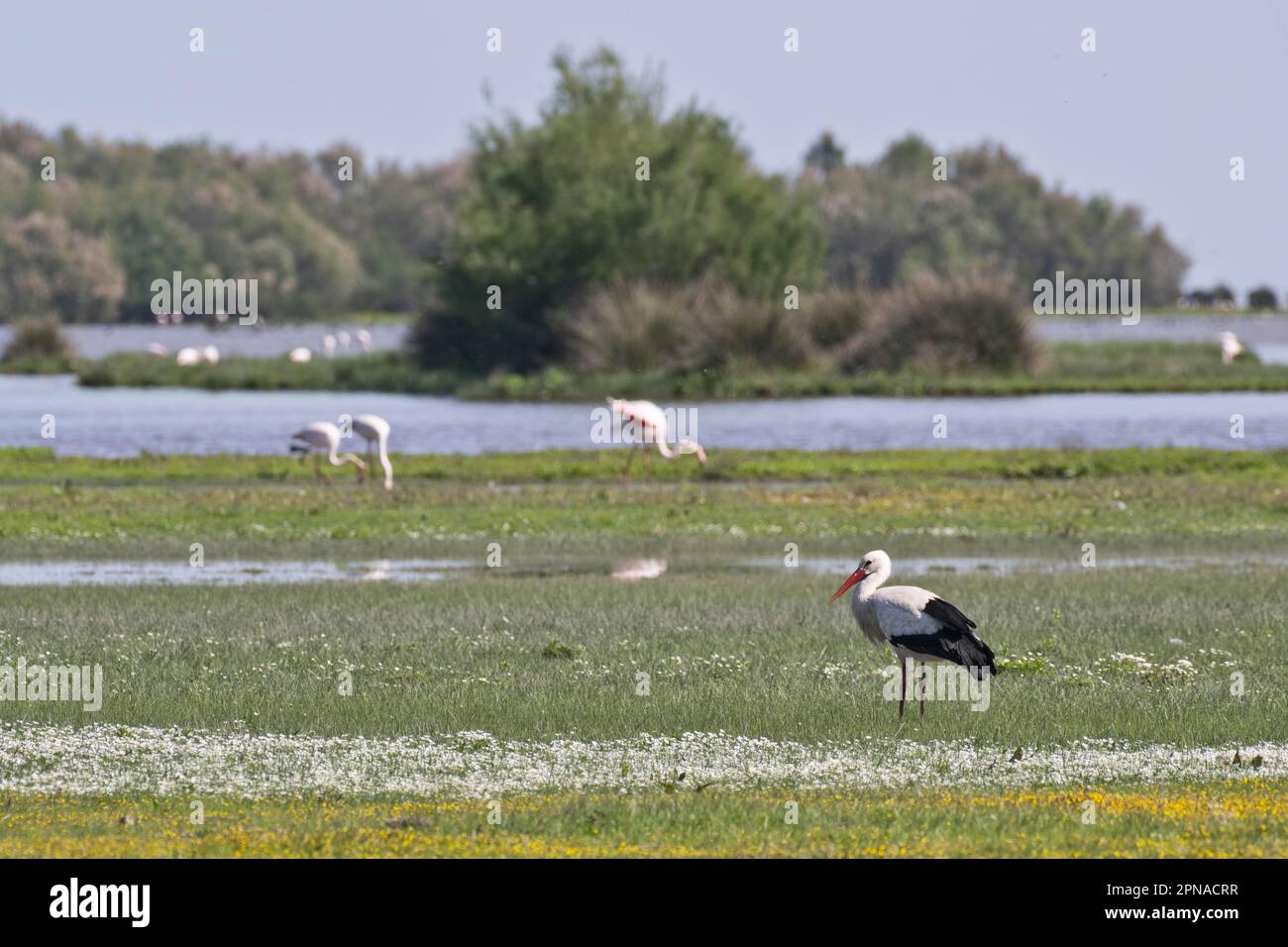 Weißer Stör (Ciconia ciconia) und großer Flamingos (Phoenicopterus roseus) Coto de Donana, Spanien Stockfoto