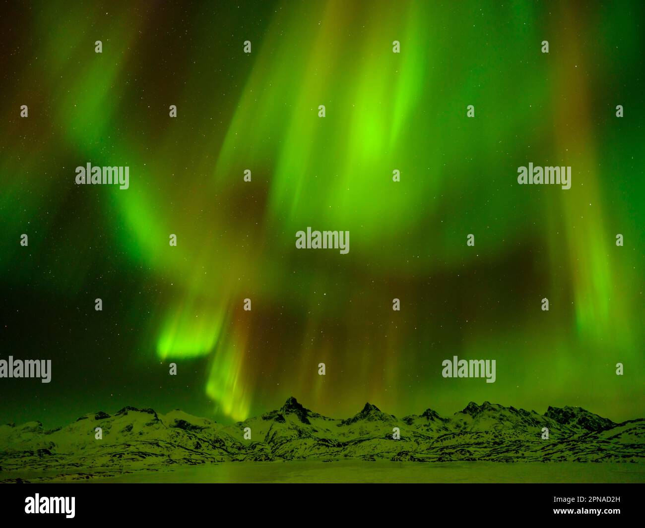 Aurora Borealis, Nordlichter über den schneebedeckten Bergen, Tasiilaq, Ammassalik Island, Kommuneqarfik Sermersooq, Ostgrönland, Grönland Stockfoto