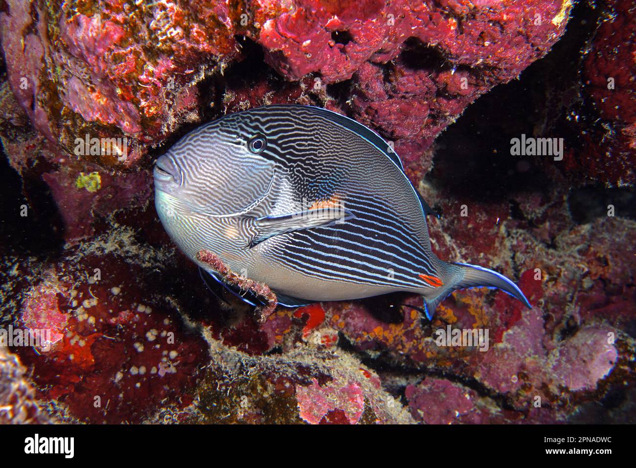 Chirurg des Roten Meeres-Clowns (Acanthurus sohal) bei Nacht im Roten Riff. Tauchplatz Abu Fendera, Ägypten, Rotes Meer Stockfoto