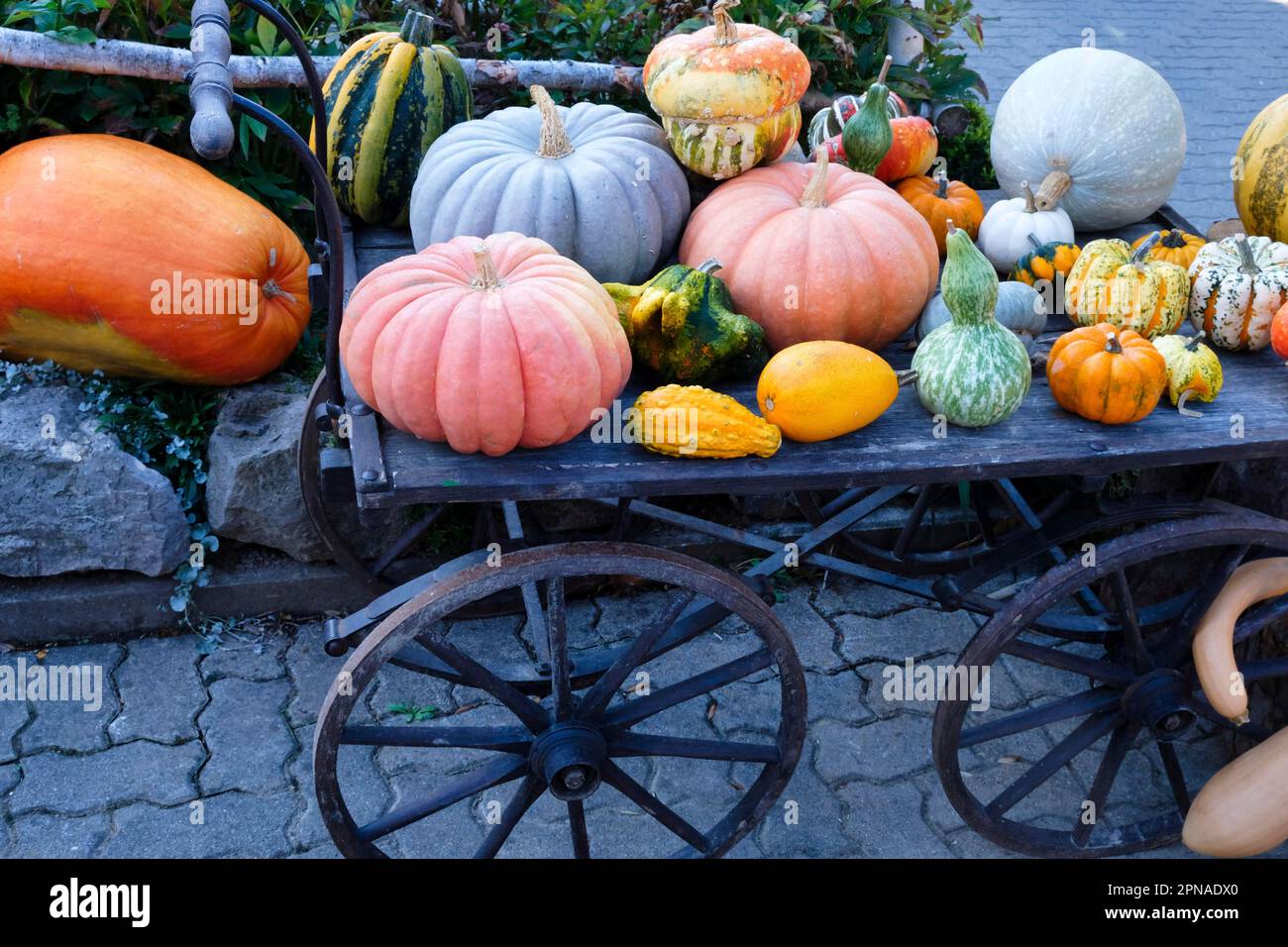 Kürbisauswahl auf dem Bauernhof, Baselland, Schweiz Stockfoto