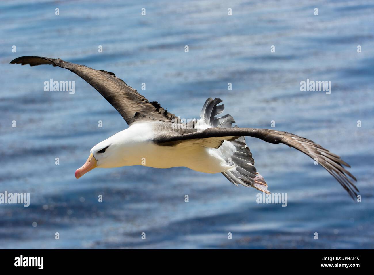 Schwarzbrauen-Albatross (Thalassarche melanophris), Saunders Island, Falkland Islands Stockfoto