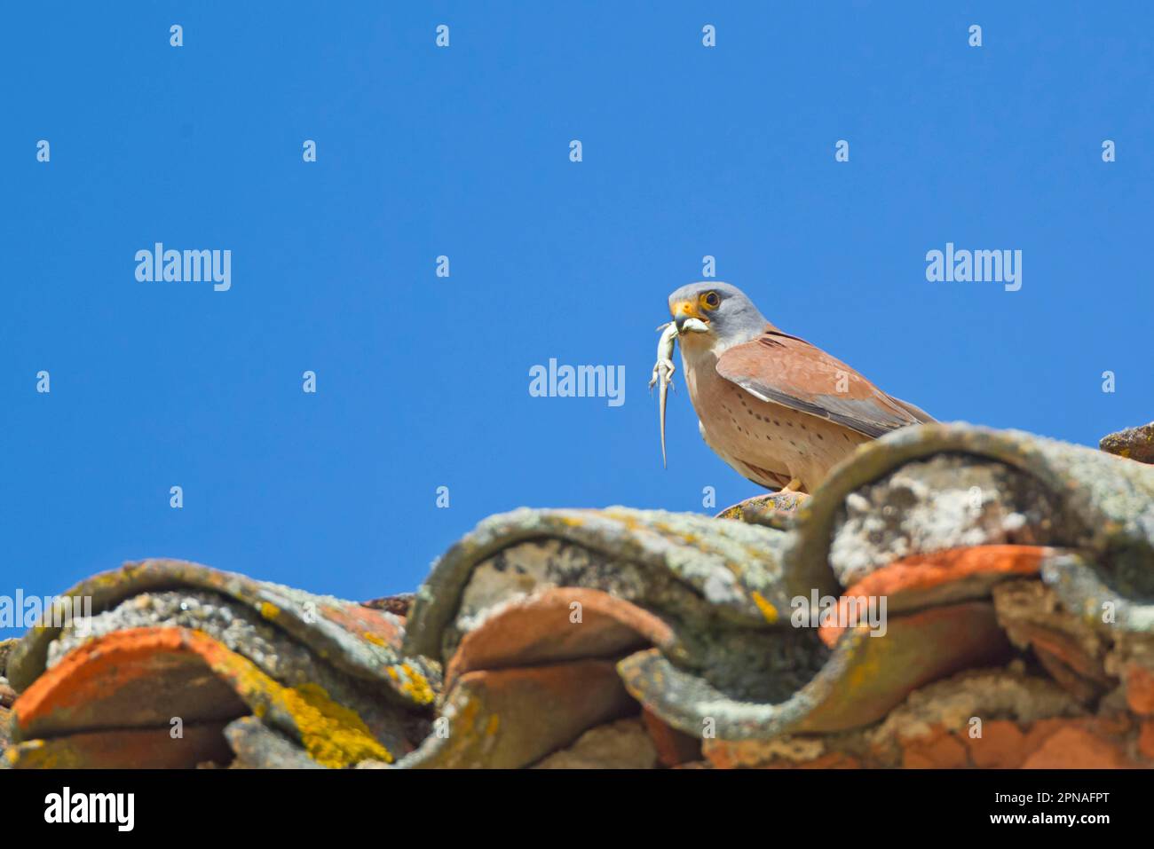 Falco naumanni, männlicher Erwachsener, mit Eidechsenbeute im Schnabel, steht auf dem gefliesten Dach einer Stierkampfarena, Trujillo Stierkampfarena Stockfoto