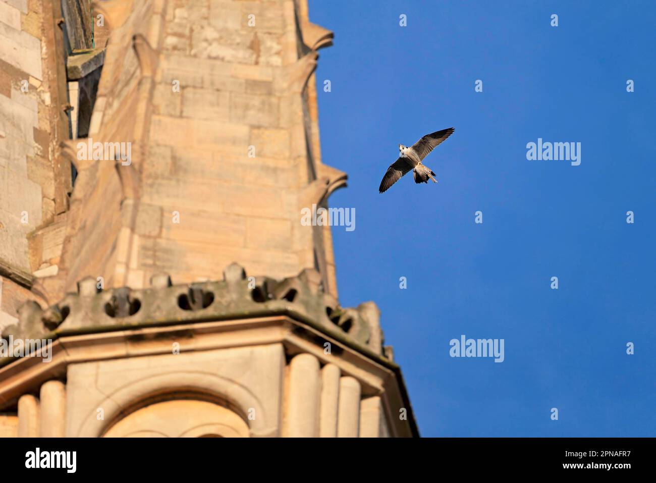 Wanderfalke (Falco peregrinus), Erwachsener, im Flug, mit Vogelbeute in Klauen am Ort der Kathedrale, Norwich Cathedral, Norwich, Norfolk, England Stockfoto