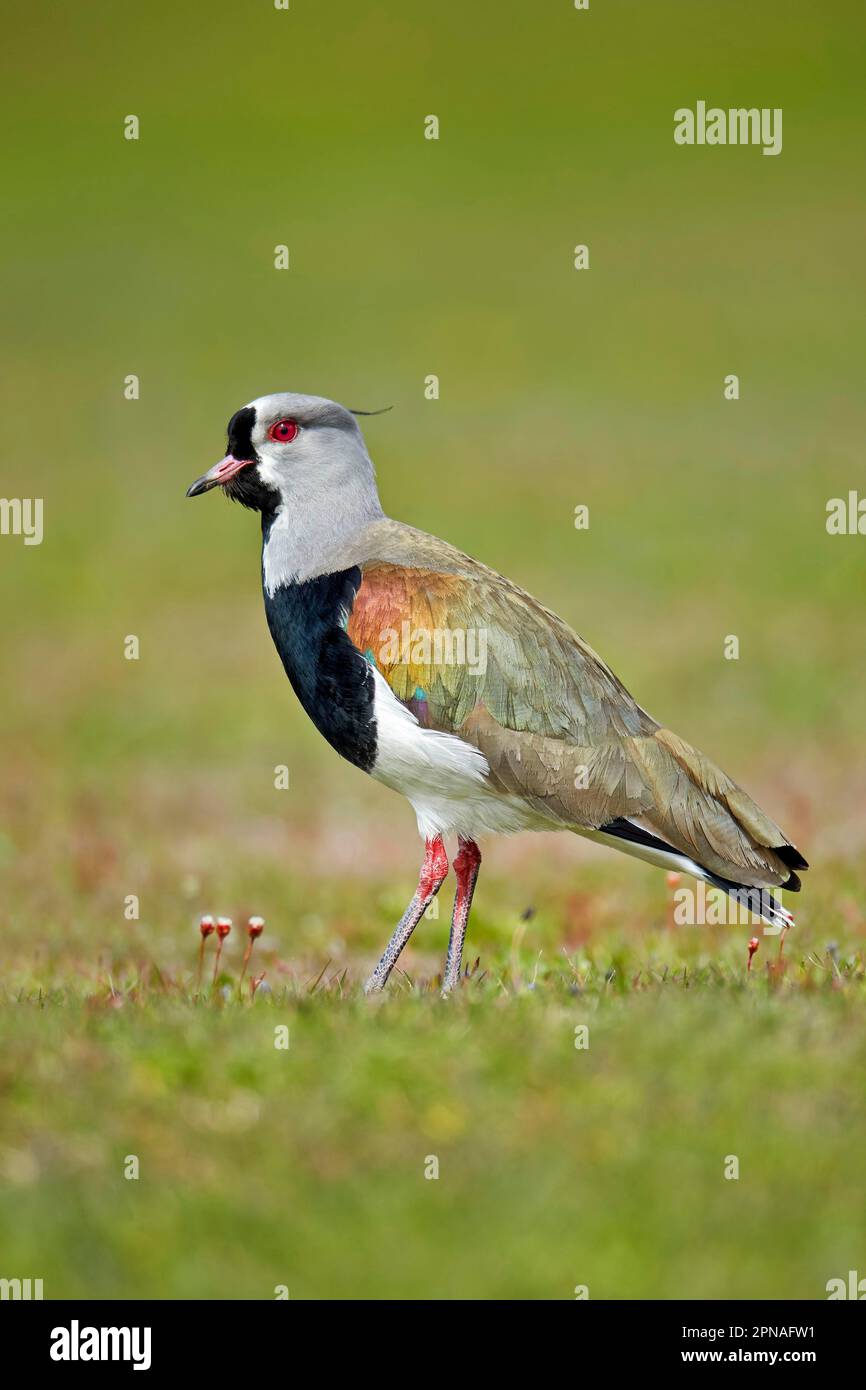 Südlicher Lapwing (Vanellus chilensis), Erwachsener, stehend, Torres del Paine N. P. Südpatagonien, Chile Stockfoto