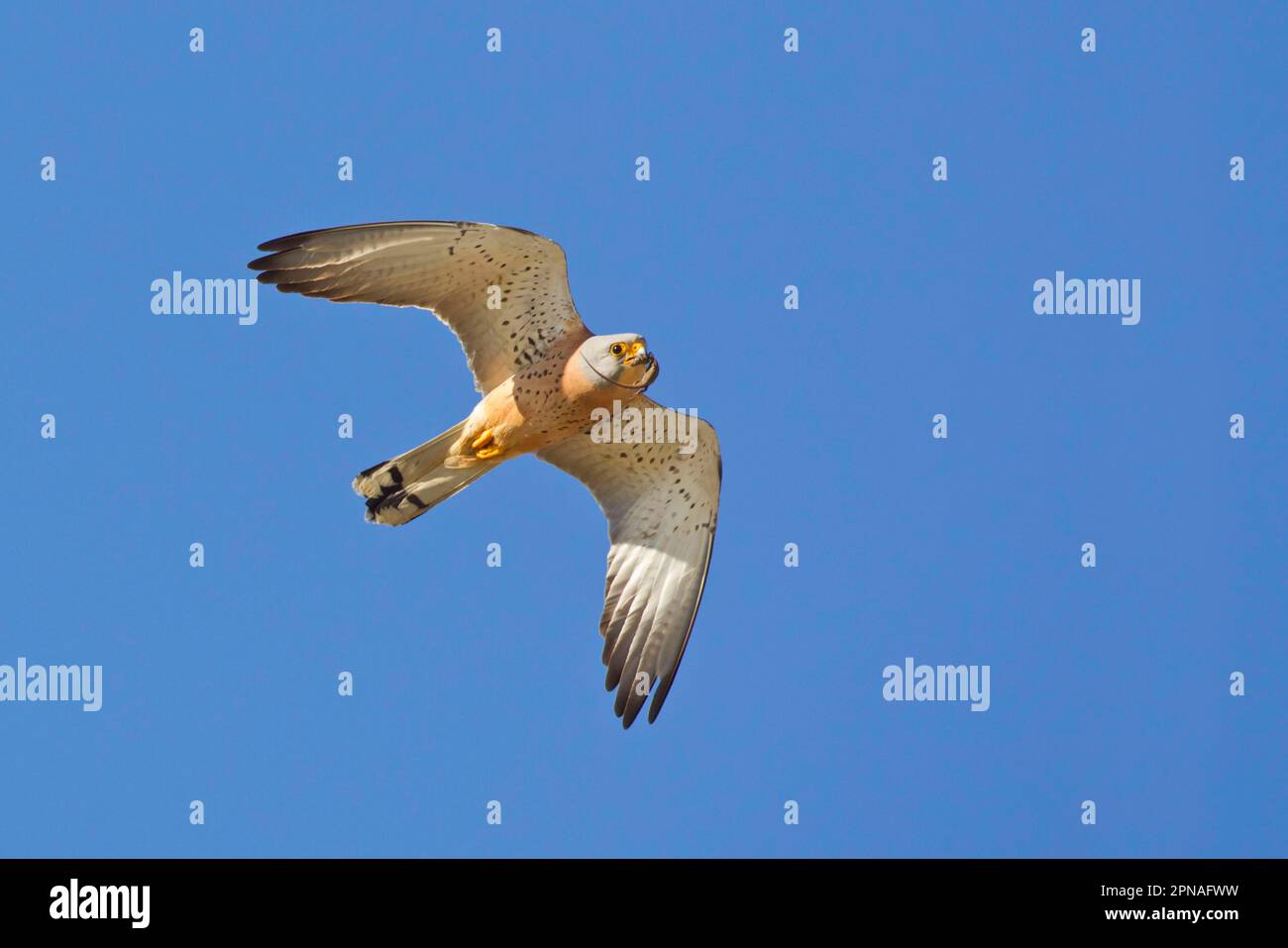 Kleiner, kleiner, gemeiner Kestrel (Falco naumanni), erwachsener Mann, im Flug, mit Eidechsenbeute im Schnabel, Stierkampfarena Trujillo, Trujillo, Provinz Caceres Stockfoto
