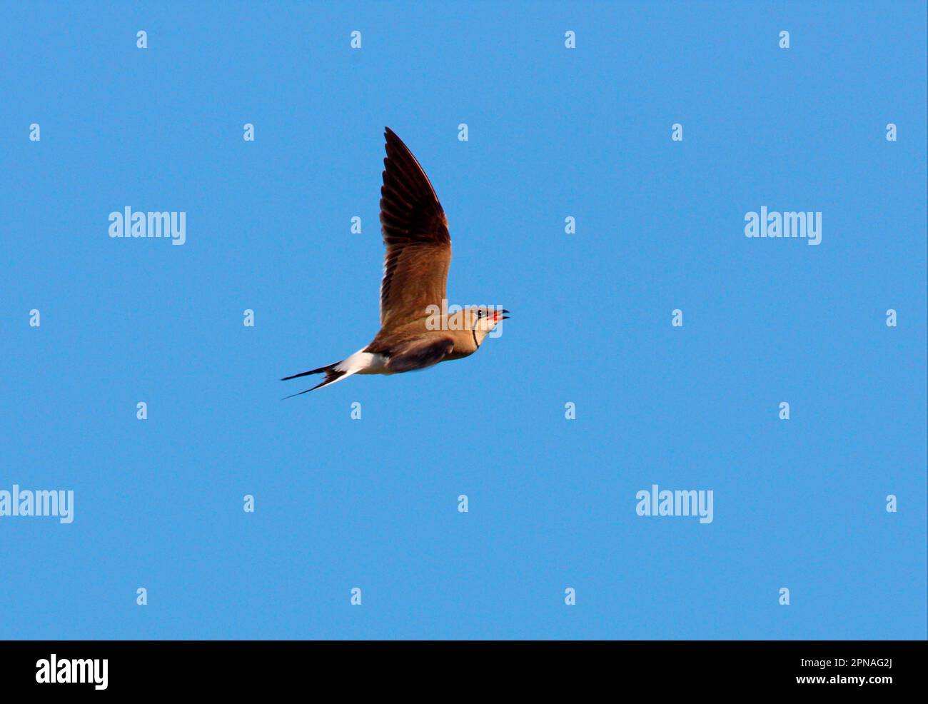 Geflogene Pratincole (Glareola pratincola pratincola), Erwachsener, im Flug, Balkansee, Kasachstan Stockfoto