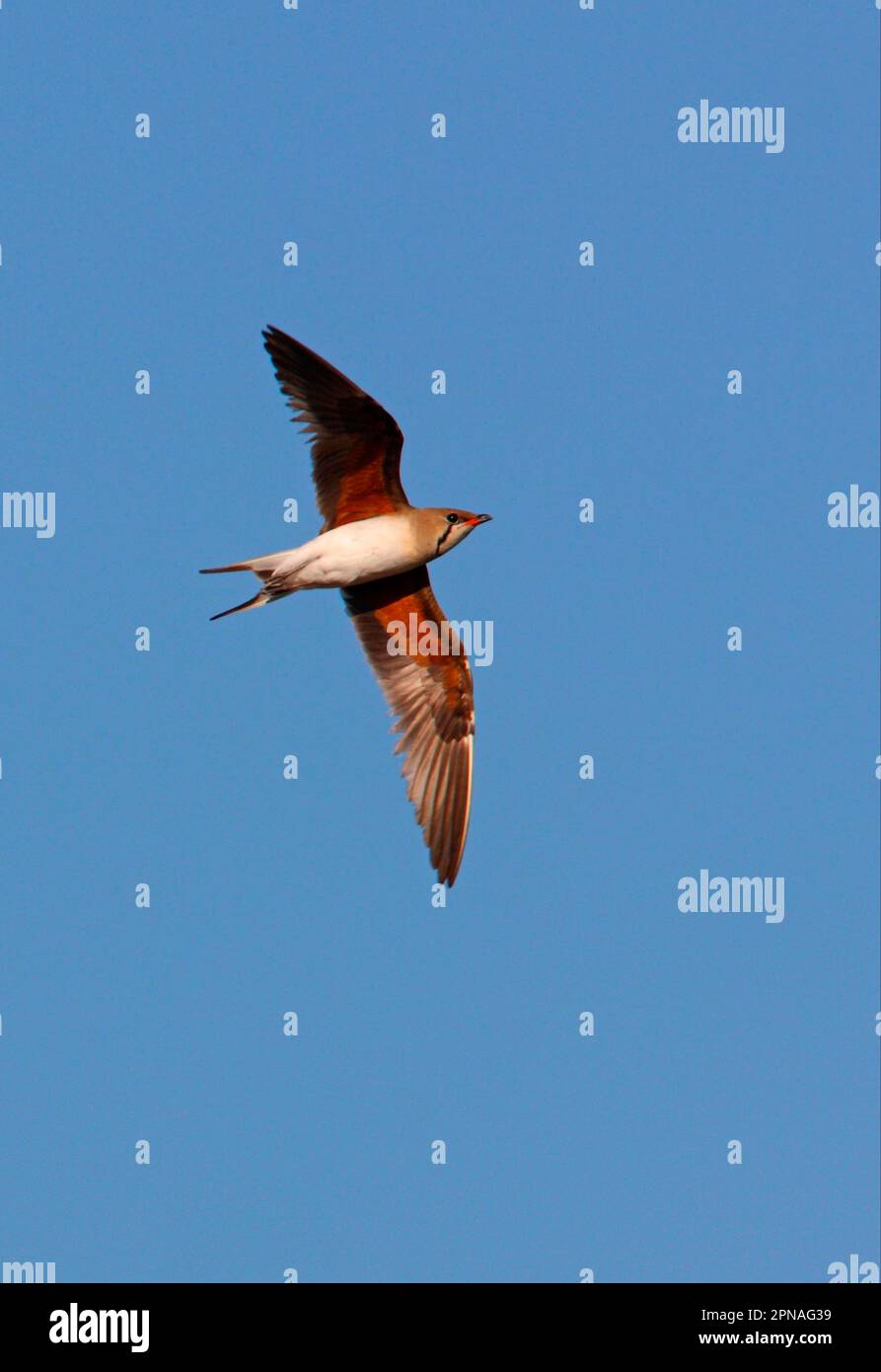 Geflogene Pratincole (Glareola pratincola pratincola), Erwachsener, im Flug, Balkansee, Kasachstan Stockfoto