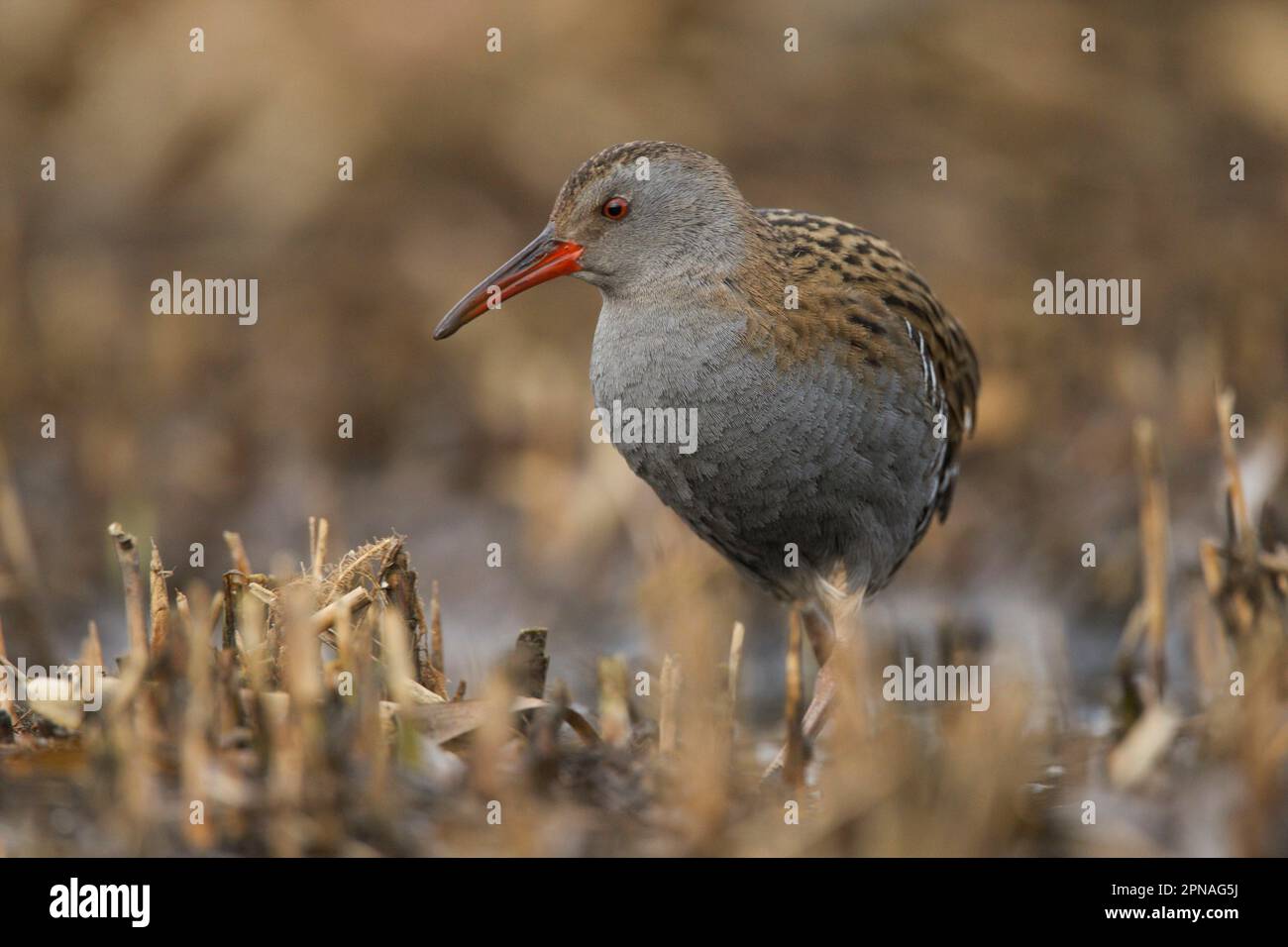 Wasserbahn, Wasserbahn (Rallus aquaticus), Schienen, Tiere, Vögel, Wasserbahn Erwachsene, Wandern im Feuchtgebiet, Yorkshire, England, Winter Stockfoto