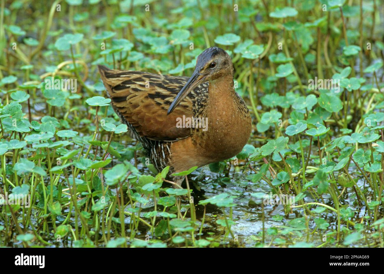 King Rail, King Rails, Rails, Tiere, Vögel, King Rail (Rallus elegans), Erwachsene, Fütterung im Sumpf, utricularia ochroleuca (U.) (U.) S.A. Stockfoto