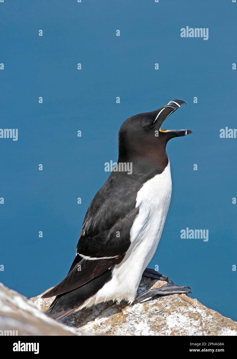 Razorbill (Alca torda) Erwachsener, ruft, steht auf der Klippe, Skomer Island, Pembrokeshire, Wales, Vereinigtes Königreich Stockfoto